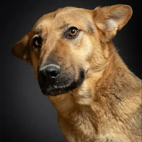 Puppie photo 2