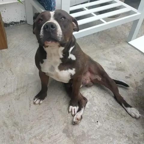 Rony Mika photo 3