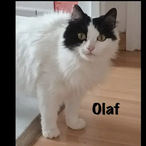 Olaf