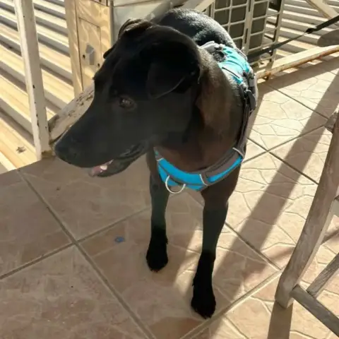 ✨️ Nyxe ✨️ 🐶 photo 2