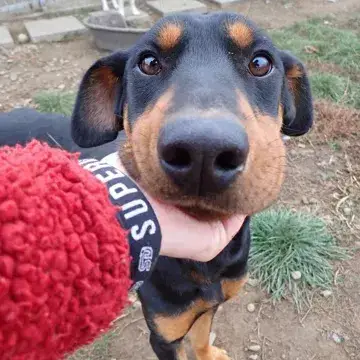 Luther