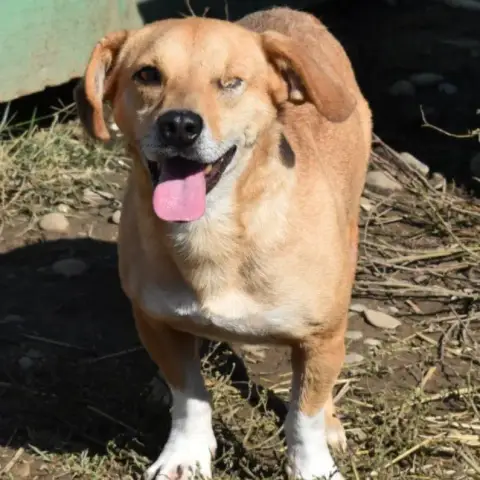 Bobi