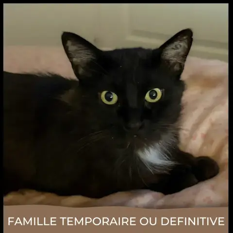 Loustik