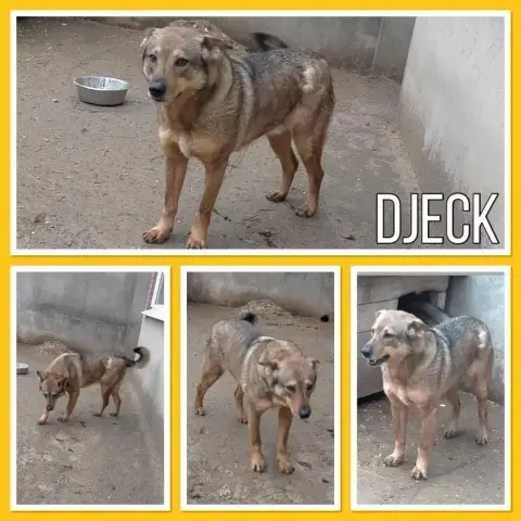Djeck