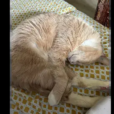 Abelardo photo 2