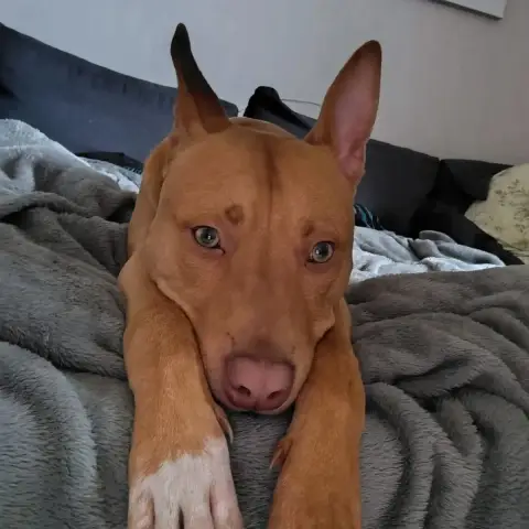 Koda
