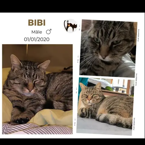 Bibi