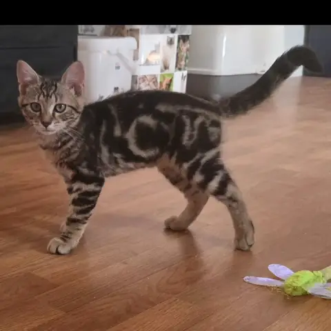 Milo