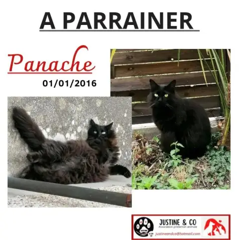 Panache photo 2