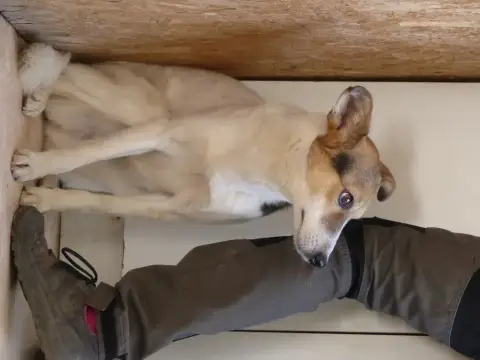 Nikita photo 3