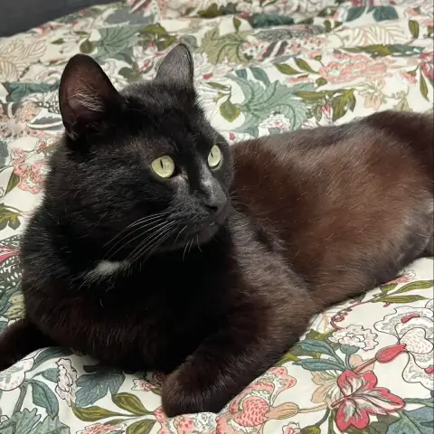 Remy