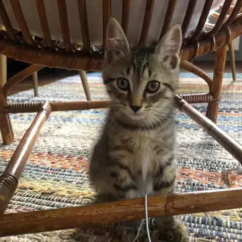 Léo