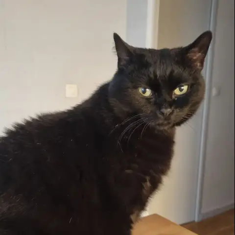 Tsuki photo 2