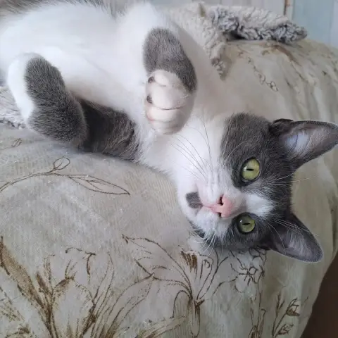 Berlioz