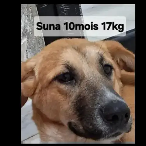 Suna