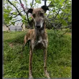 Jazz À La Charge Du Refuge photo 3
