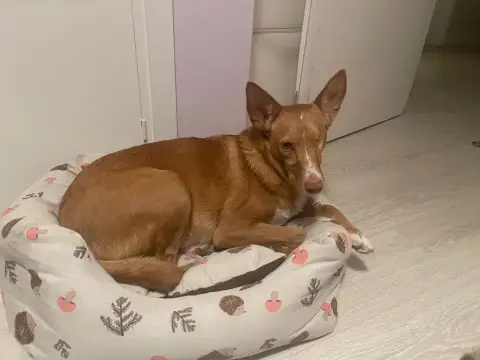Paco