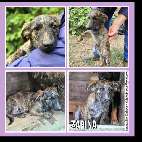 Zarina