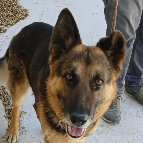 Tango