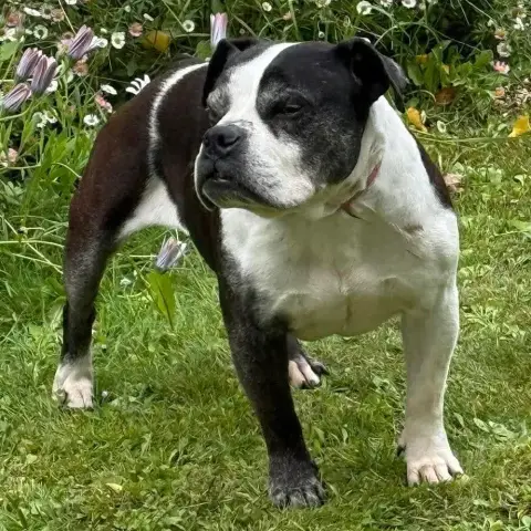 Bianca