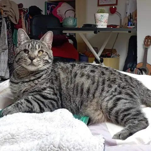 Bonnie