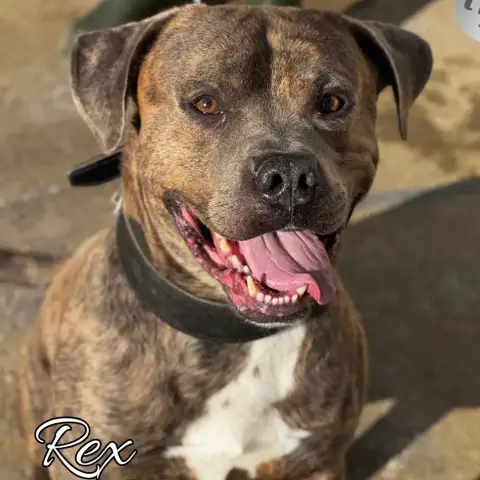 Rex