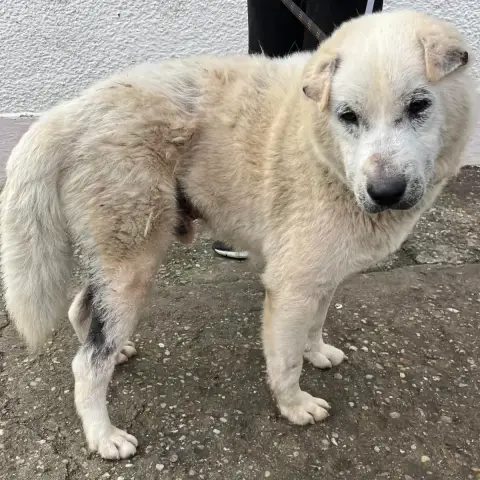 Nounours