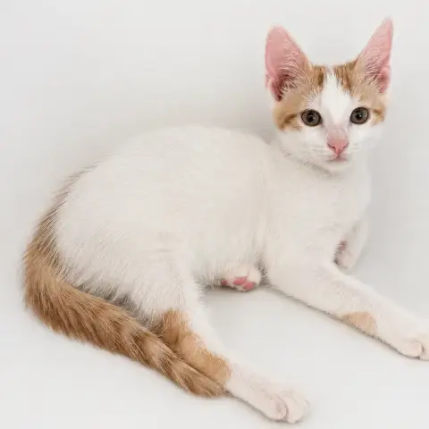 Nifleur