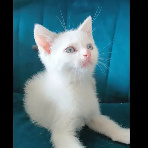 Sacha