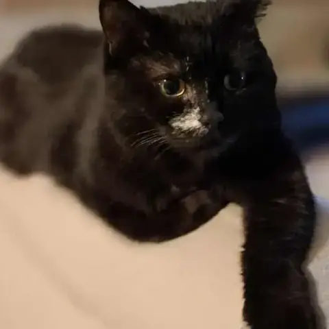 Luna photo 2
