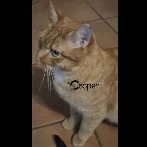 Casper photo 3