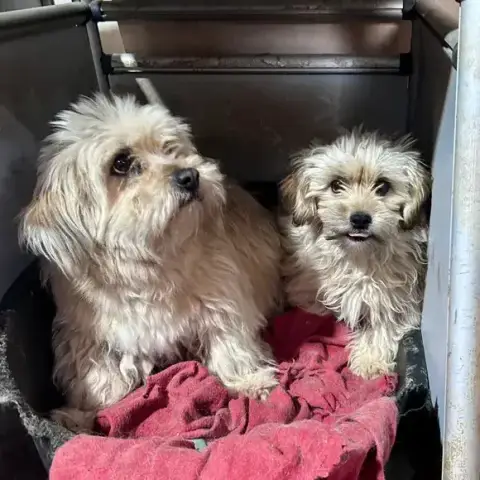 Taya Et Indie