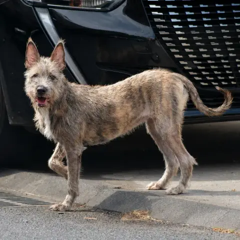 Shaggy photo 2