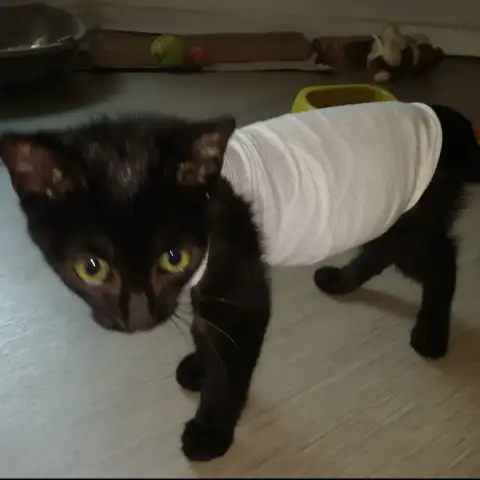 Simba