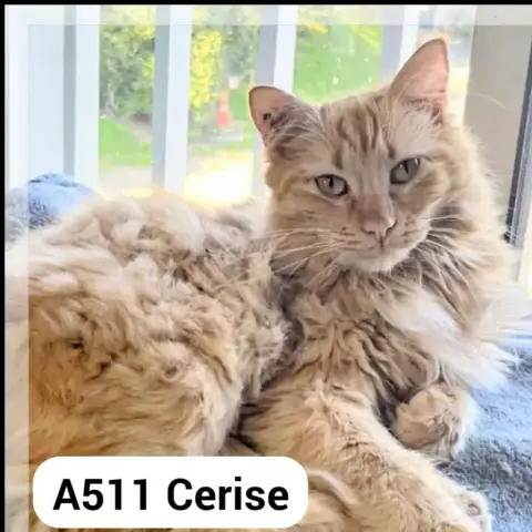 Cerise