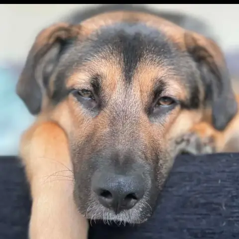 Vasco