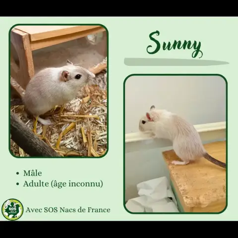 Sunny