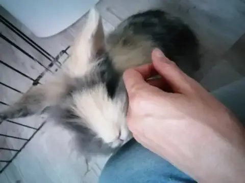 Molly