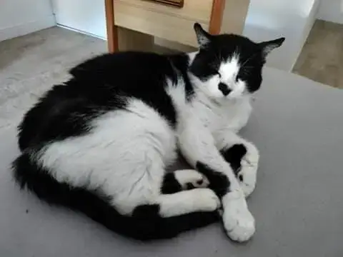 Patachou