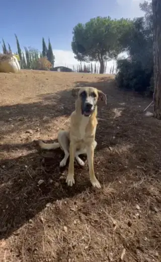 Linda