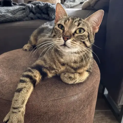 Bastet