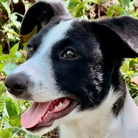 ✨️ Tanin ✨️ 🐶 photo 3
