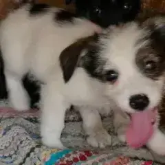 Zia