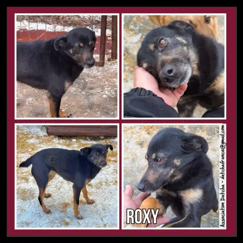 Roxy