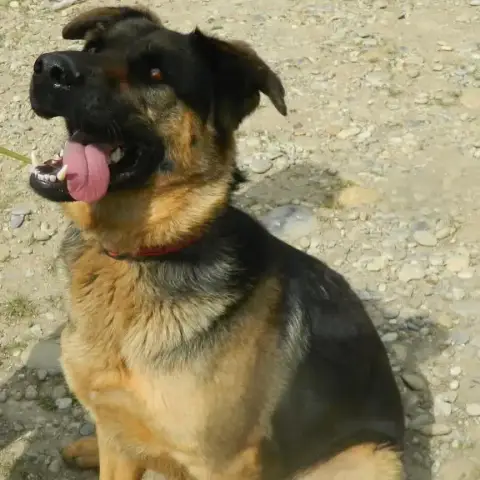 Appolo