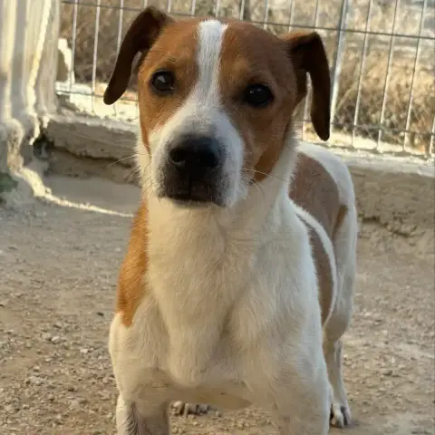 Monchito