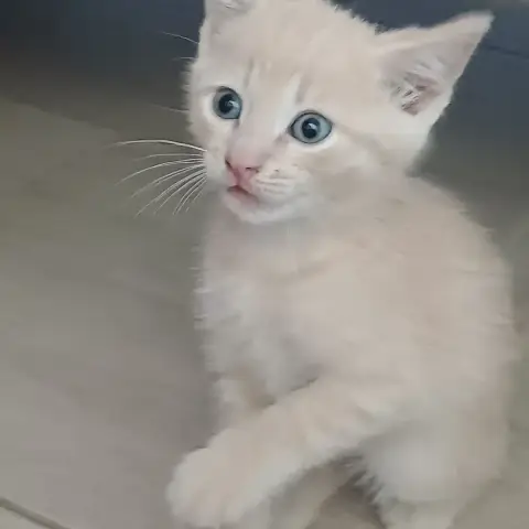 Bambino