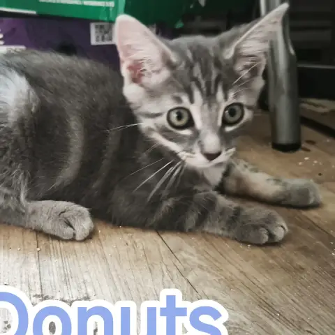 Donuts photo 2