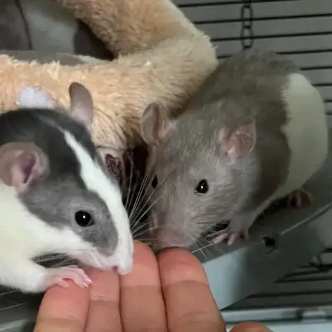 Beans Et Molly