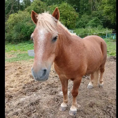 Polo photo 2